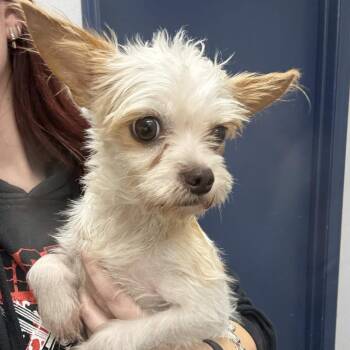 Angel -  Terrier and Mixed Breed Dog for Adoption in Beaumont, Texas - Angel | PetCurious