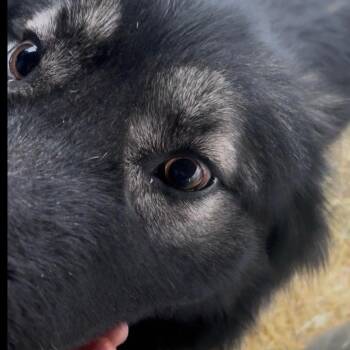 German Shepherd Dog and Mixed Breed Dogs Available for Adoption - Sage | PetCurious