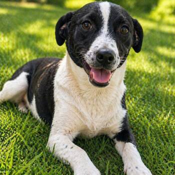 Mixed Breed Dogs Available for Adoption in Cranston, Rhode Island - EVERETT | PetCurious