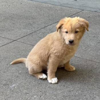 Bud -  Shepherd and Mixed Breed Dog for Adoption in Atlanta, Georgia - Bud | PetCurious