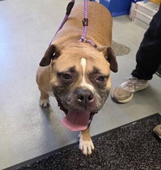 Mauve (mcas) -  American Bulldog Dog for Adoption in Troutdale, Oregon - Mauve (mcas) | PetCurious