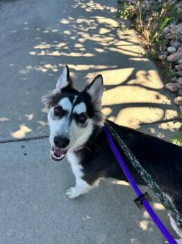 Marzanna -  Husky and Mixed Breed Dog for Adoption in Fort Collins, Colorado - Marzanna | PetCurious