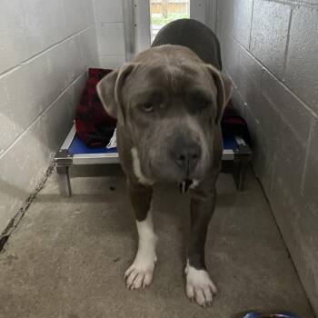 Joker -  Mixed Breed Dog for Adoption in Summerville, South Carolina - Joker | PetCurious