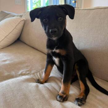 Mabel -  Mixed Breed Dog for Adoption in Hilton, New York - Mabel | PetCurious