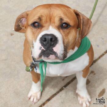 Boxer and Terrier Dogs Available for Adoption in Washington, District Of Columbia - Bon Bon | PetCurious