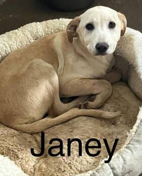 Mixed Breed Dogs Available for Adoption in Princeton, Indiana - Janey | PetCurious