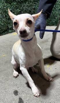 Chihuahua and Mixed Breed Dogs Available for Adoption in El Paso, Texas - ZEUS | PetCurious