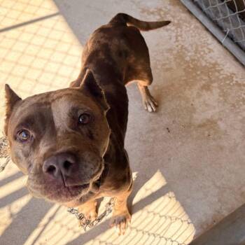 Harriet -  Pit Bull Terrier Dog for Adoption in Birmingham, Alabama - Harriet | PetCurious