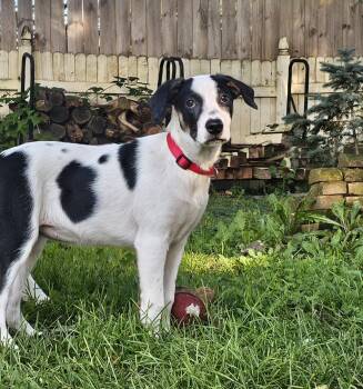 Cheerio the beautiful mixed breed puppy -  Jack Russell Terrier and Beagle Dog for Adoption in Muskego, Wisconsin - Cheerio The Beautiful Mixed Breed Puppy | PetCurious