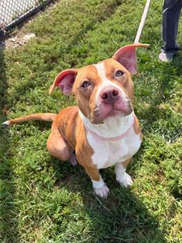Luna -  Pit Bull Terrier Dog for Adoption in Winchester, Virginia - Luna | PetCurious