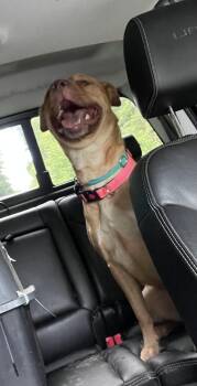 Sasha -  Black Mouth Cur and Pit Bull Terrier Dog for Adoption in Olympia, Washington - Sasha | PetCurious
