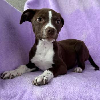 Fernie -  Labrador Retriever and Terrier Dog for Adoption in Carencro, Louisiana - Fernie | PetCurious
