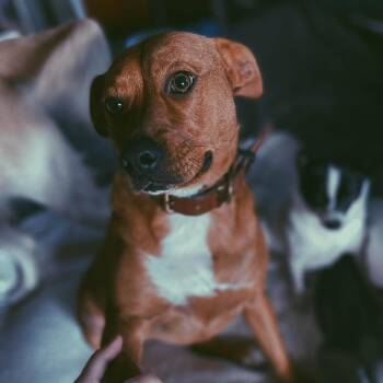Layla -  Cattle Dog and Mixed Breed Dog for Adoption in Dover, New Hampshire - Layla | PetCurious