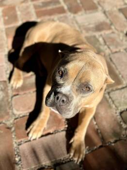 Rescue American Staffordshire Terrier Dogs for Adoption in Santa Monica, California - Flora | PetCurious