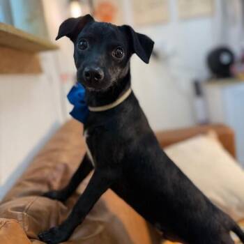 Chihuahua and Rat Terrier Dogs Available for Adoption in Friendswood, Texas - Peter Longbottom Esquire | PetCurious