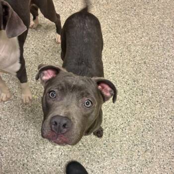 Apple Jack -  Pit Bull Terrier Dog for Adoption in Cedar Rapids, Iowa - Apple Jack | PetCurious