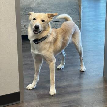 Shepherd and Yellow Labrador Retriever Dogs Available for Adoption in Humble, Texas - Coco | PetCurious