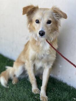 GRETEL -  Cocker Spaniel Dog for Adoption in Rowland Heights, California - GRETEL | PetCurious