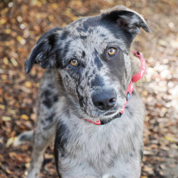 Rescue Catahoula Leopard Dog and Mixed Breed Dogs for Adoption in Richmond, California - PRANCER | PetCurious