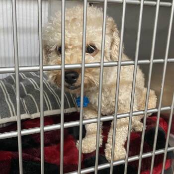 Milo -  Maltese and Poodle Dog for Adoption in Denison, Texas - Milo | PetCurious