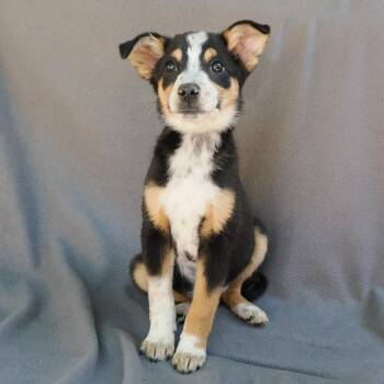 Australian Cattle Dog Blue Heeler and Mixed Breed Dogs Available for Adoption in Richmond, California - BLUEBELL | PetCurious