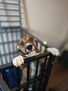 Rescue Black Mouth Cur Dogs for Adoption in Sweetwater, Tennessee - Sox | PetCurious