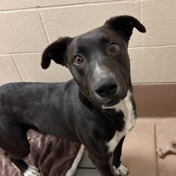 Oak -  Black Labrador Retriever and Pit Bull Terrier Dog for Adoption in Reno, Nevada - Oak | PetCurious