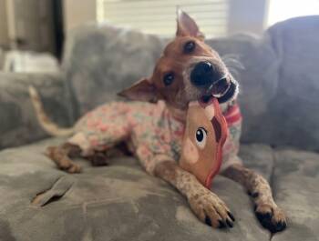 Rescue Australian Cattle Dog Blue Heeler Dogs for Adoption in Fort Worth, Texas - Sadie | PetCurious