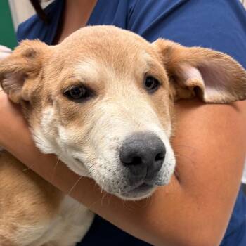 Lochness -  Catahoula Leopard Dog and Pit Bull Terrier Dog for Adoption in Reno, Nevada - Lochness | PetCurious