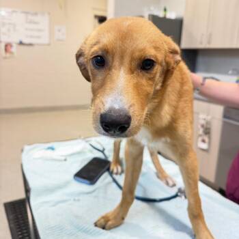 Rocco -  Mixed Breed Dog for Adoption in Englewood, Florida - Rocco | PetCurious