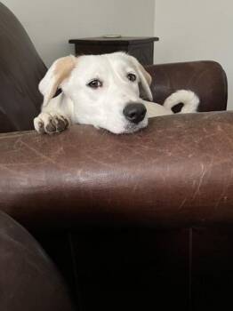 Labrador Retriever Dogs Available for Adoption - Muffin | PetCurious