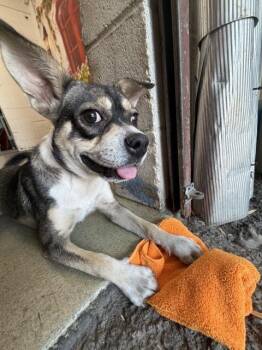 Pug and Mixed Breed Dogs Available for Adoption in San Bernardino, California - PAULY | PetCurious