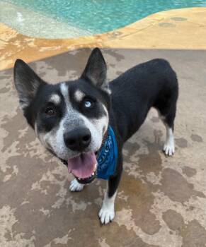 Flynn -  Husky Dog for Adoption in Lavon, Texas - Flynn | PetCurious