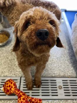 Kevin with the Curls -  Poodle Dog for Adoption in Auburn, Indiana - Kevin With The Curls | PetCurious