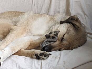 Molly (AP) -  Great Pyrenees Dog for Adoption in Bend, Oregon - Molly (AP) | PetCurious