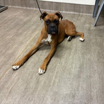 Rocky Balboa -  Boxer Dog for Adoption in Pasadena, California - Rocky Balboa | PetCurious