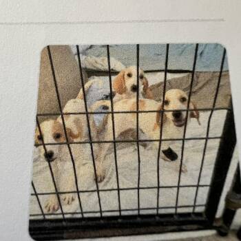 Elvis -  Hound Dog for Adoption in New Windsor, New York - Elvis | PetCurious
