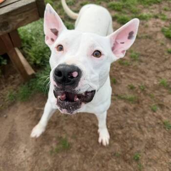 Bull Terrier Dogs Available for Adoption in Powell, Tennessee - Precious | PetCurious