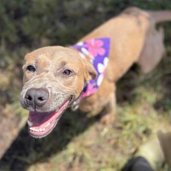 Mixed Breed Dogs Available for Adoption in Keaau, Hawaii - Pebbles | PetCurious