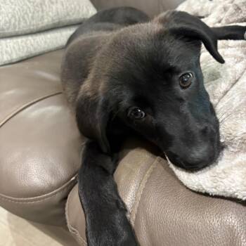 Shepherd Dogs Available for Adoption in Victoria, British Columbia - Dorathey | PetCurious