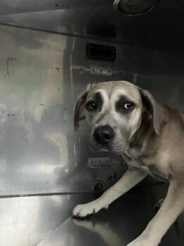FRANNIE -  Mixed Breed Dog for Adoption in Dallas, Texas - FRANNIE | PetCurious