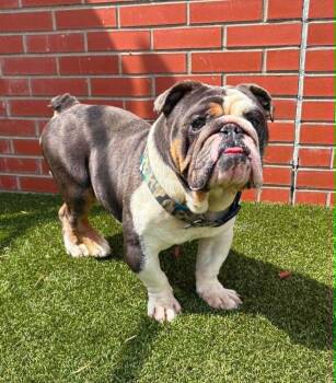 English Bulldog Dogs Available for Adoption - Rowdy | PetCurious