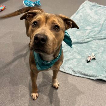 Mixed Breed Dogs Available for Adoption - Pie | PetCurious