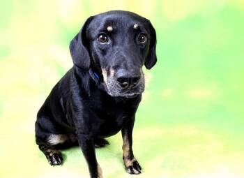 CHOP -  Plott Hound and Mixed Breed Dog for Adoption in Fort Lauderdale, Florida - CHOP | PetCurious