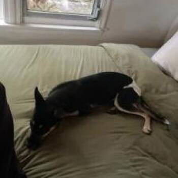 Princess Mia -  Mixed Breed Dog for Adoption in West Palm Beach, Florida - Princess Mia | PetCurious