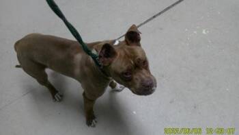 Rescue Pit Bull Terrier Dogs for Adoption in Oakland, California - Jalen | PetCurious