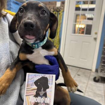 Astronomy Pup: Apollo -  Beagle and Mixed Breed Dog for Adoption in Falls Church, Virginia - Astronomy Pup: Apollo | PetCurious