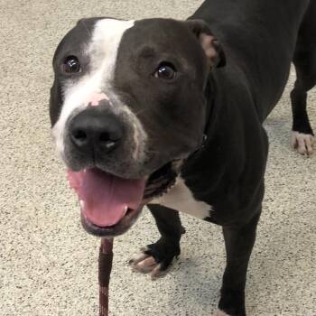 Dominick -  Mixed Breed Dog for Adoption in Oak Park, Illinois - Dominick | PetCurious