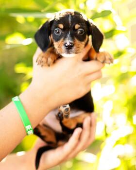 Dachshund Dogs Available for Adoption - Tate | PetCurious