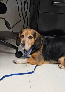 Beagle and Dachshund Dogs Available for Adoption in Disputanta, Virginia - Scout | PetCurious